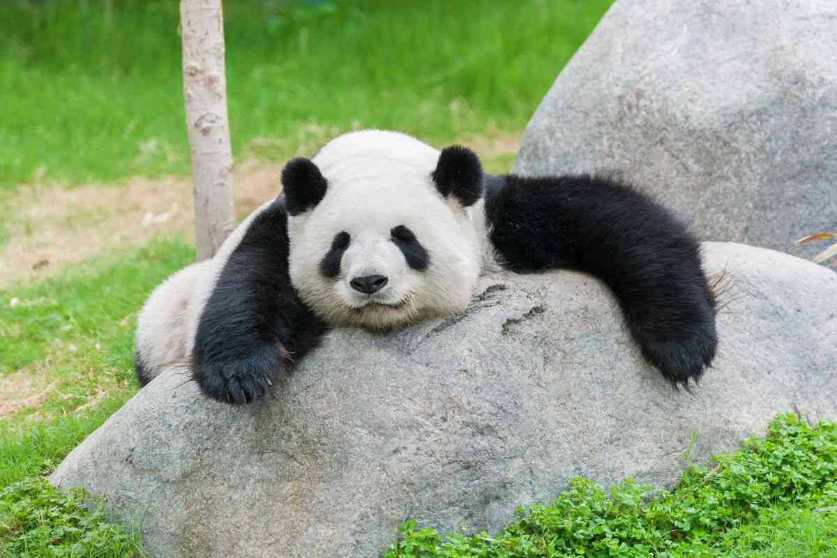 panda rilassato su una roccia