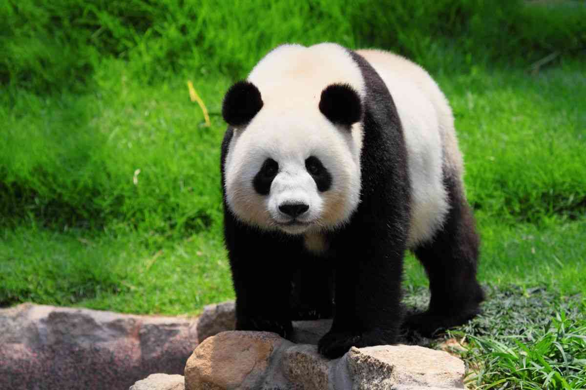 panda