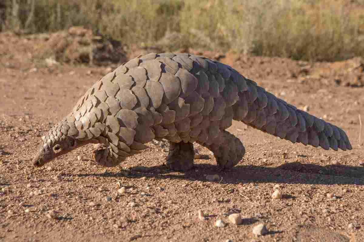 pangolino