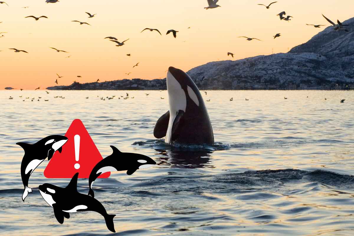 pericolosità attacchi di orca