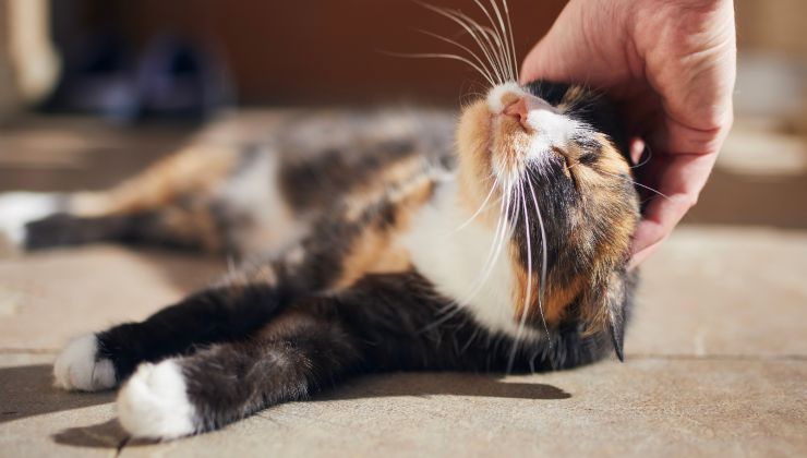 persona accarezza una micetta calico