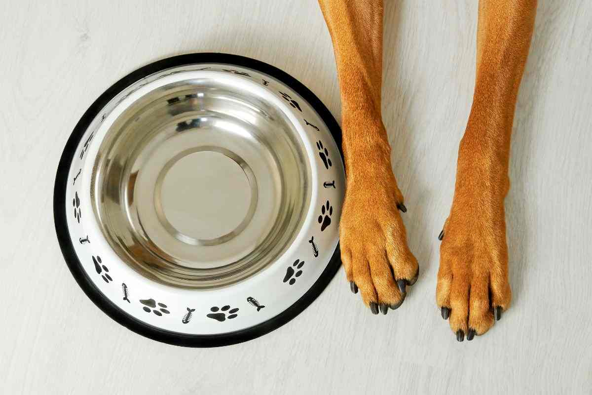 ciotola e zampe di cane