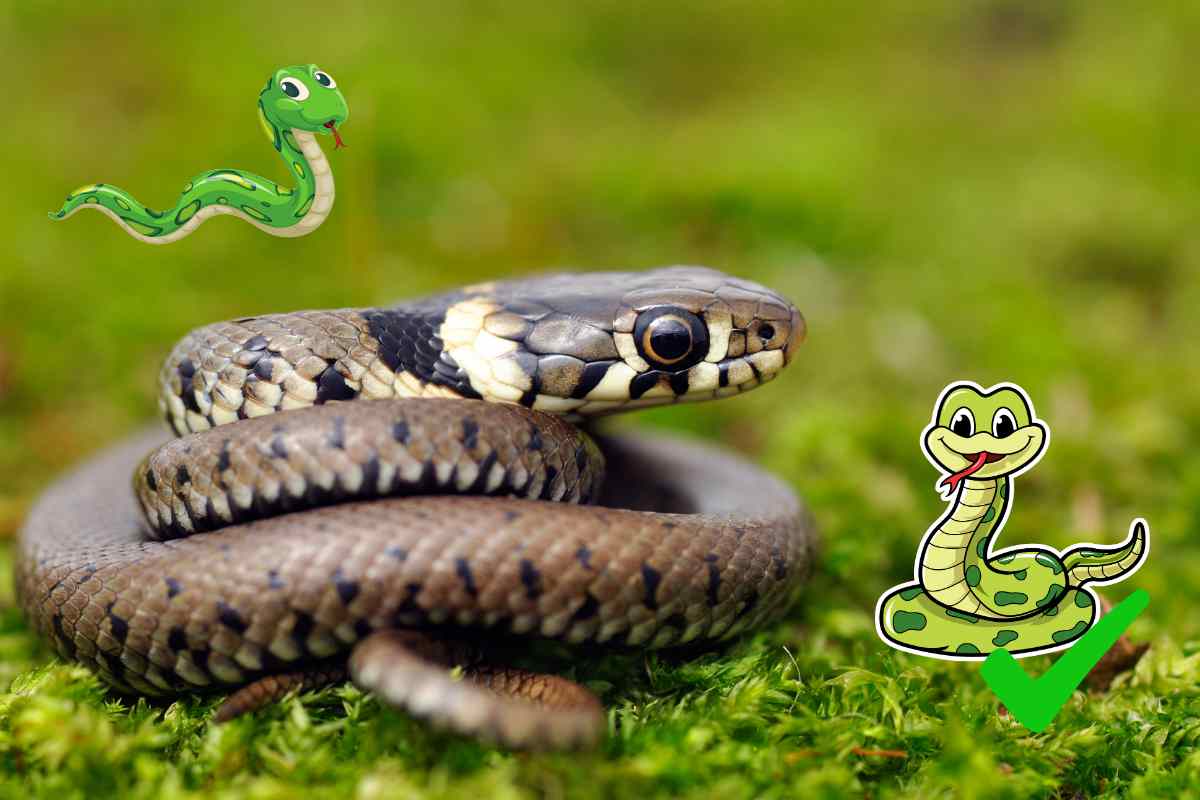 quali sono i serpenti non velenosi