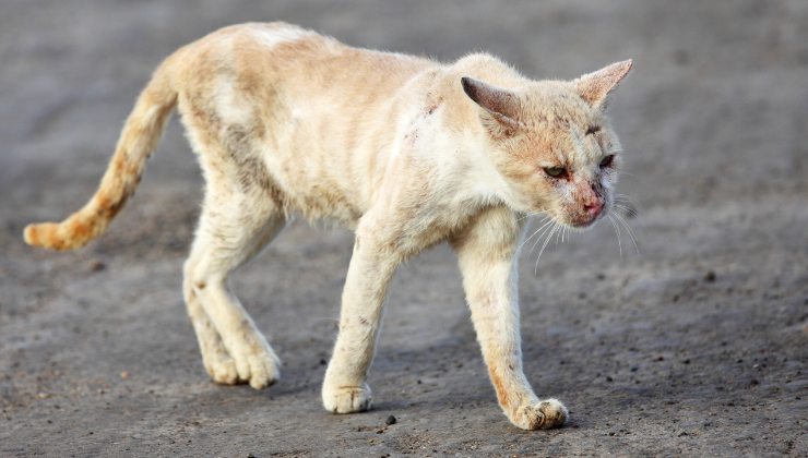 scegliere il nome del gatto randagio