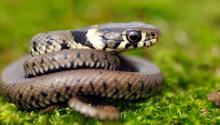 serpente in giardino