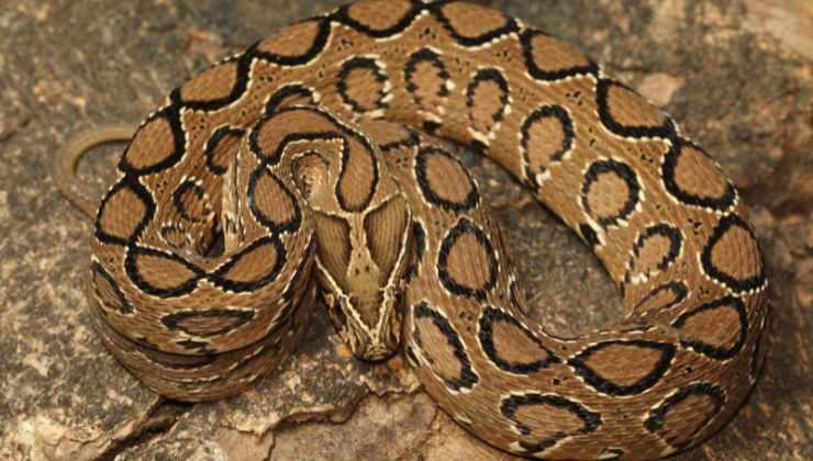 serpente velenoso