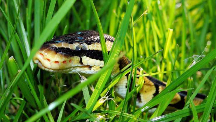 serpente