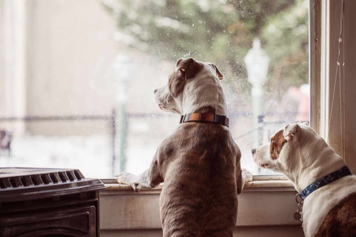 cani che guardano fuori dalla finestra
