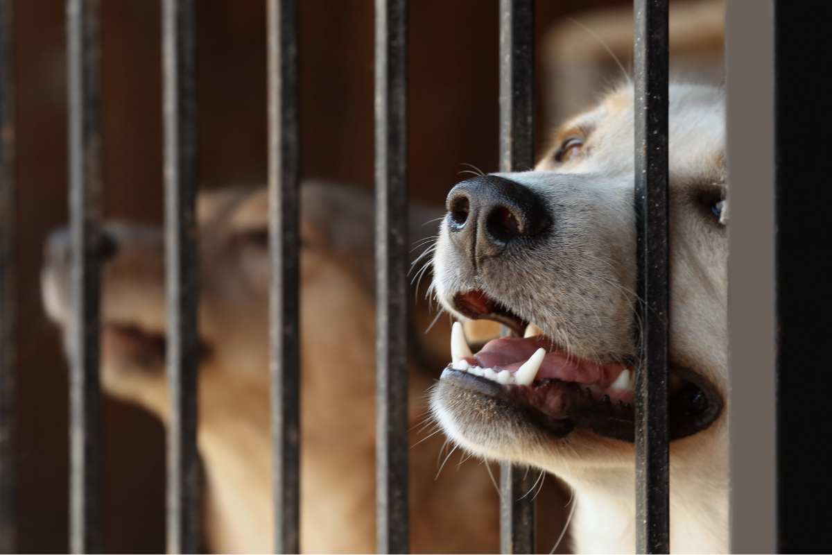 stop agli allevamenti di carne di cane