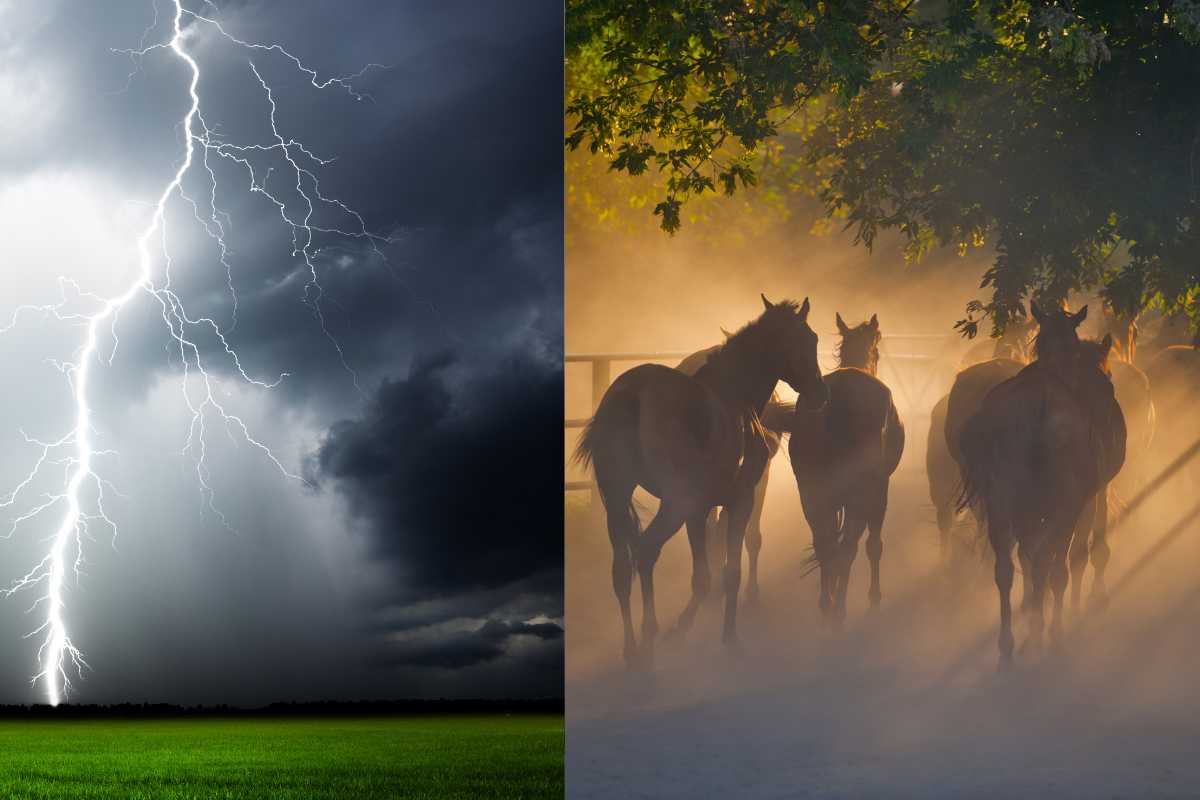 tempesta di fulmini uccide una mandria di cavalli