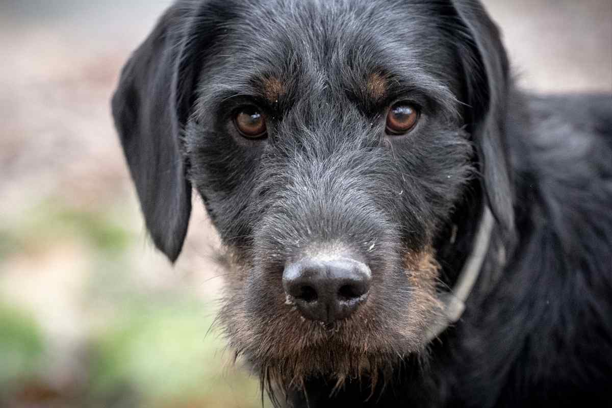 uccisione del cane