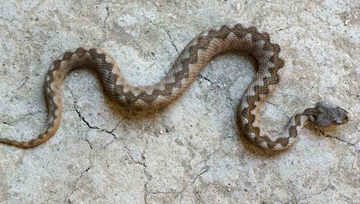 vipera