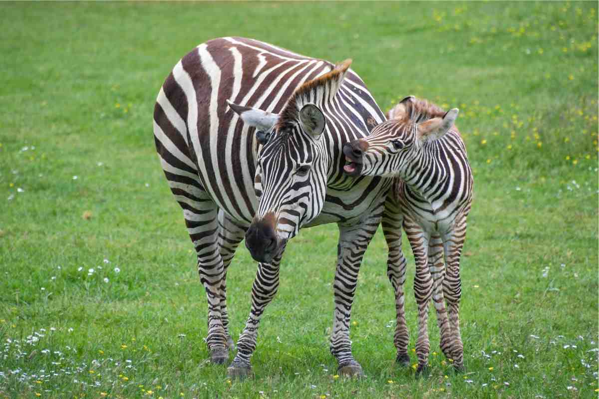 zebre