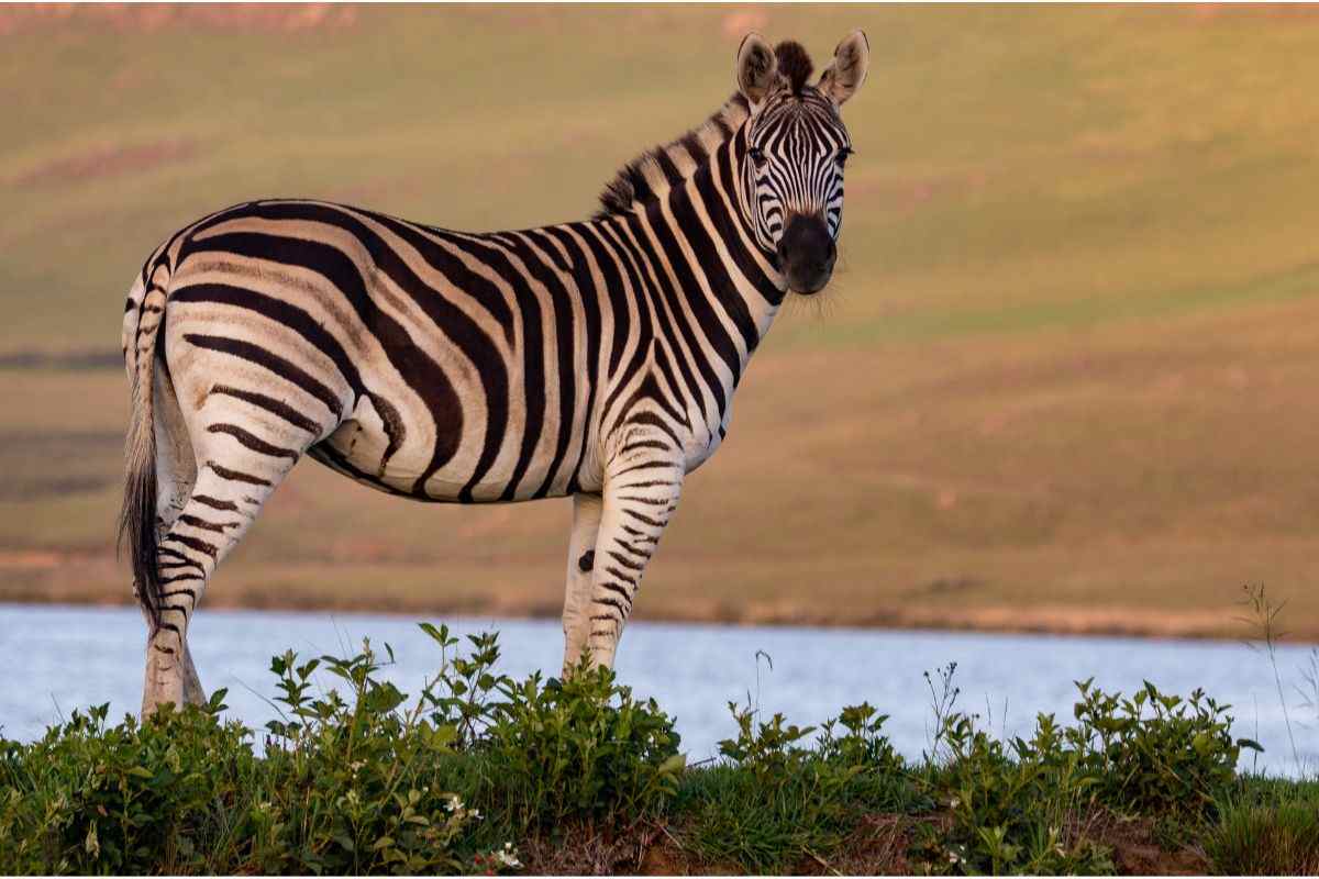 zebra