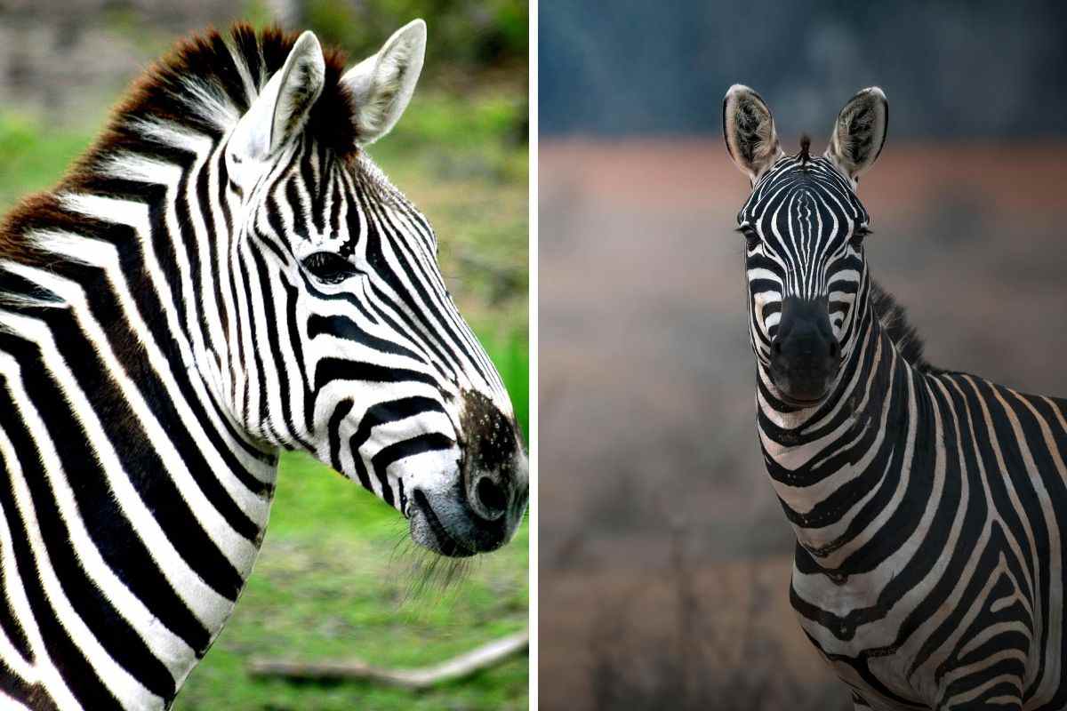 zebre