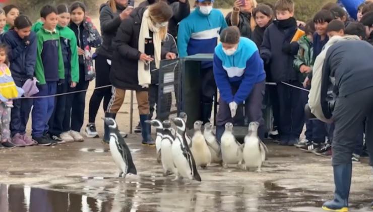 11 pinguini liberati