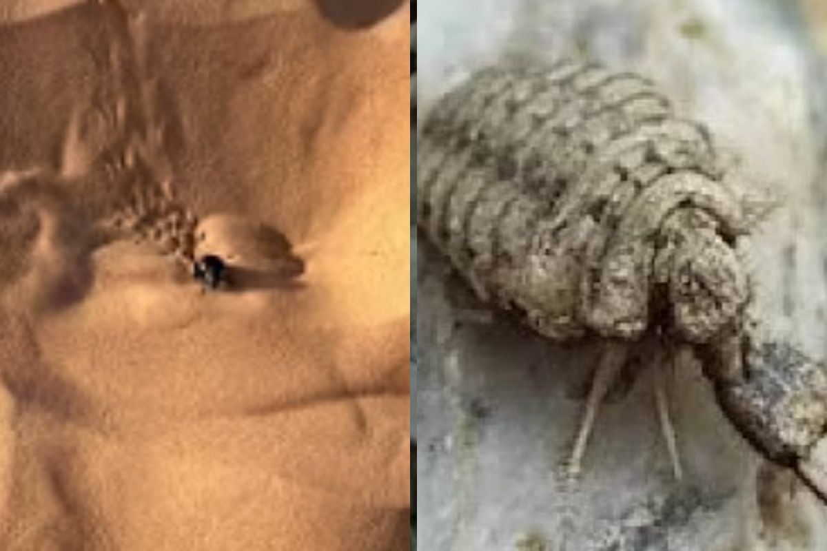 animali strani