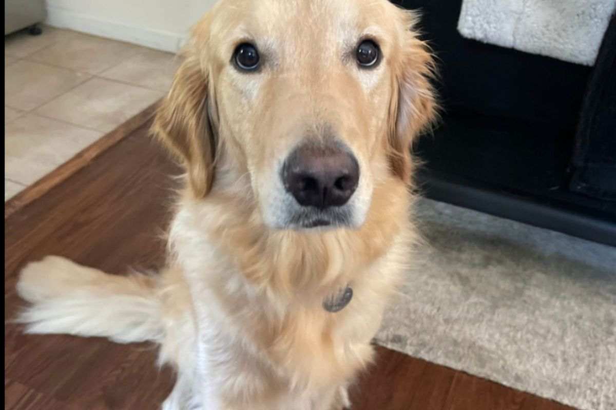 Golden Retriever