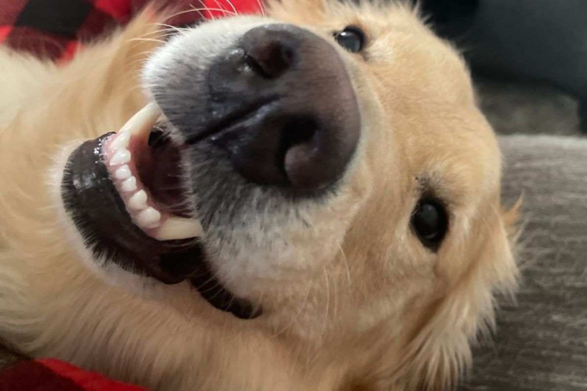 Archie il cane mandato via