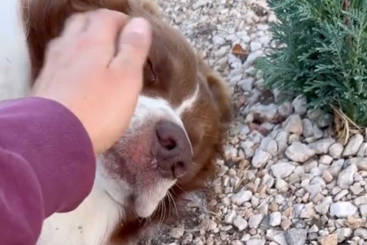 Cane di razza Pastore Australiano riceve una carezza 