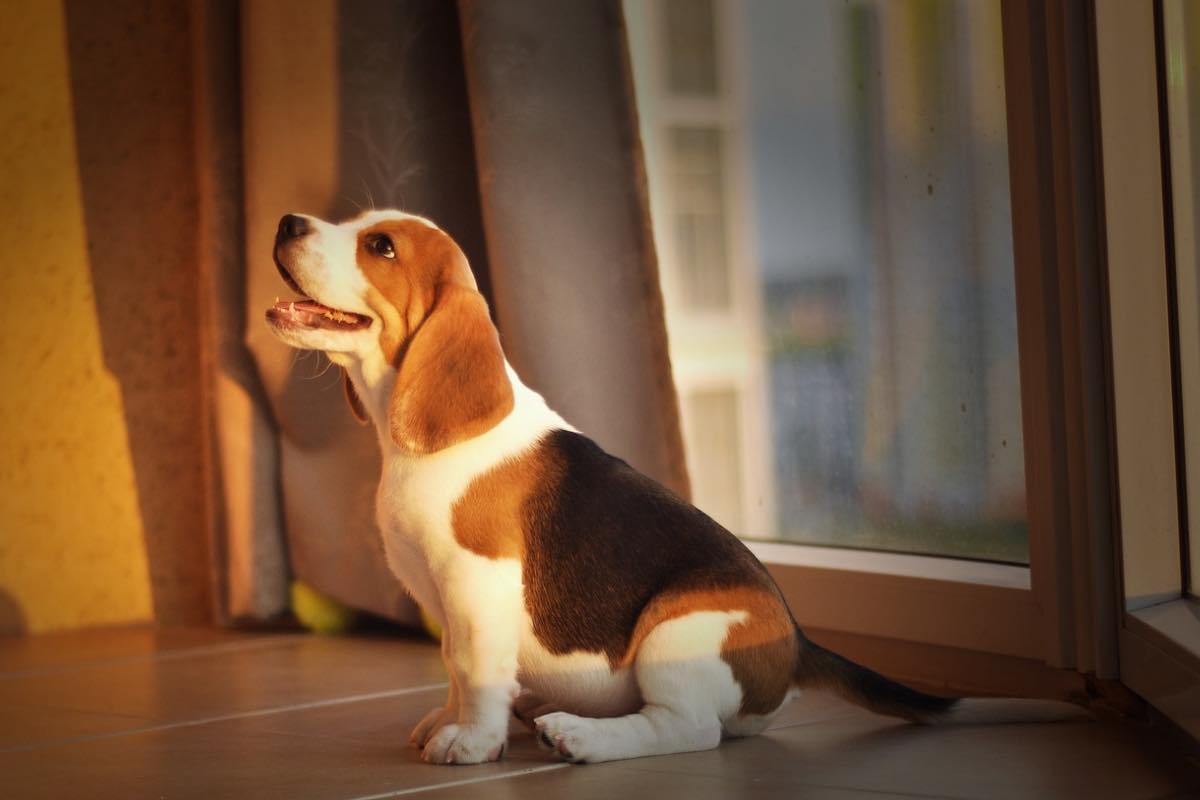 Cane sorridente in casa al tramonto
