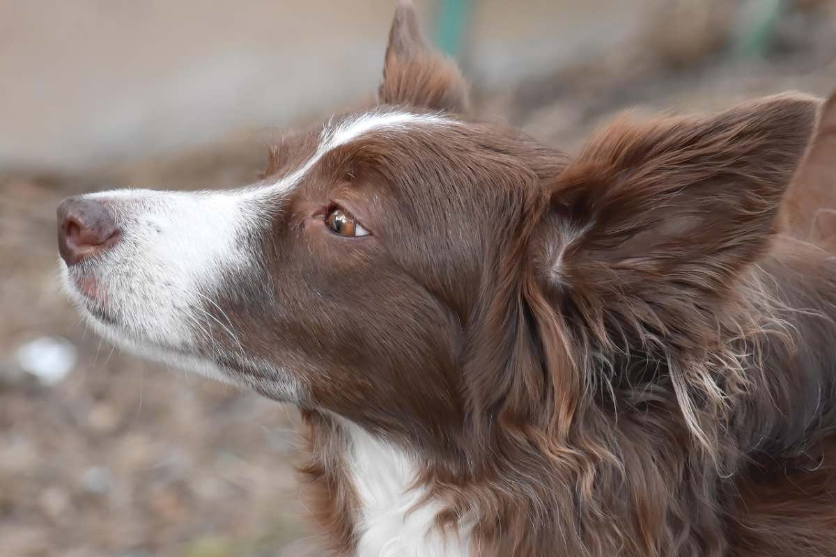 Cane Border Collie annusa qualcosa accanto a lui