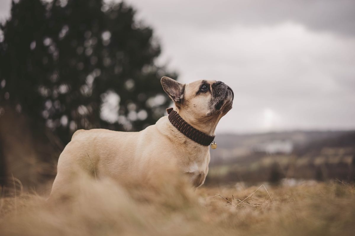 Cane di razza bouledogue con guinzaglio nella natura
