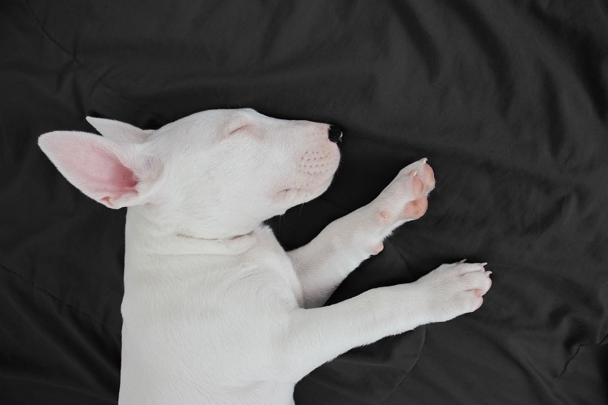 Cane di razza Bull Terrier addormentato sul divano