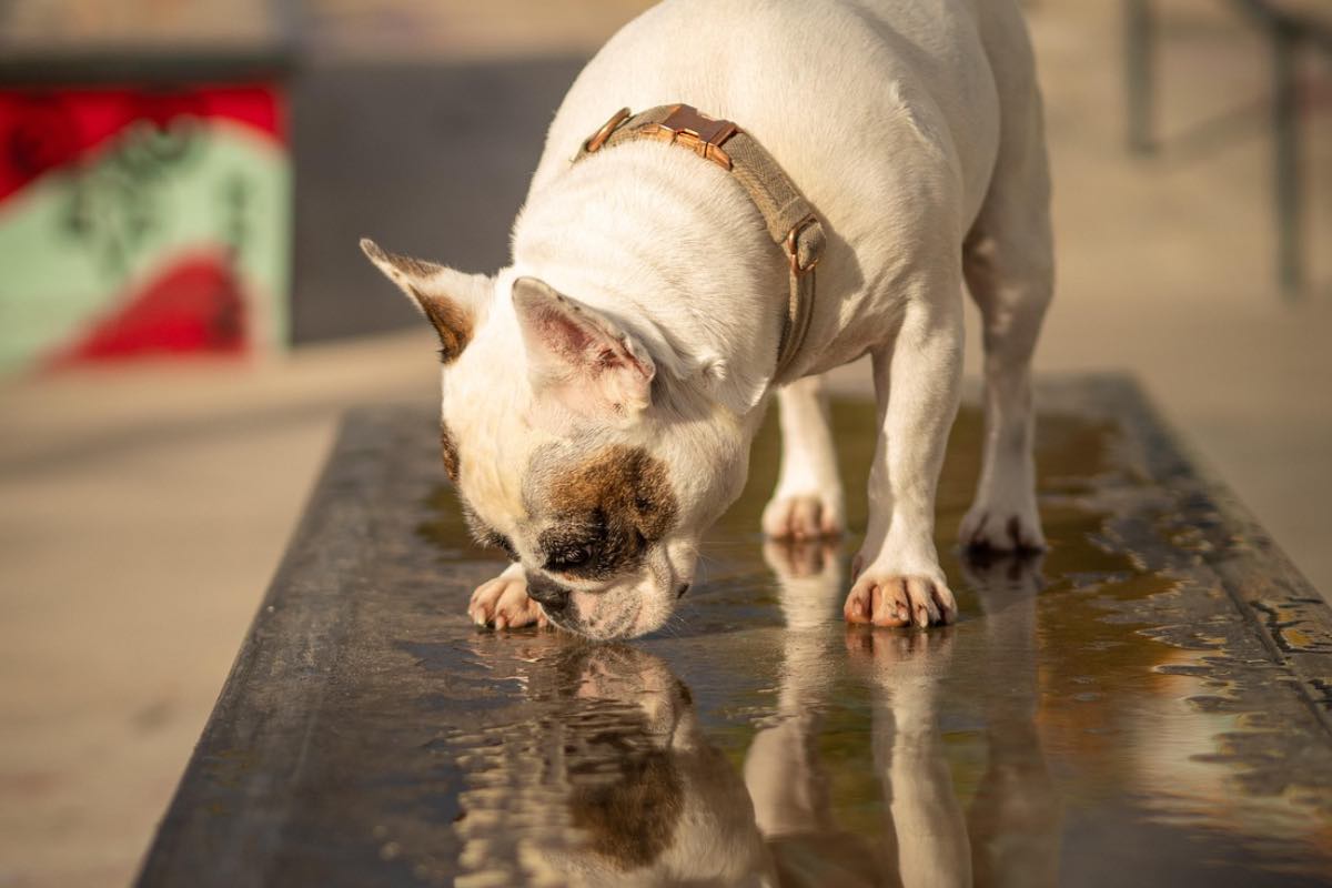 Cane di razza bulldog sul pavimento assolato in estate