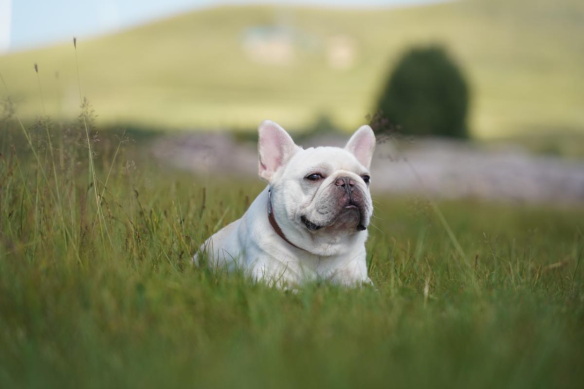 Cane brachicefalo in un prato d’estate