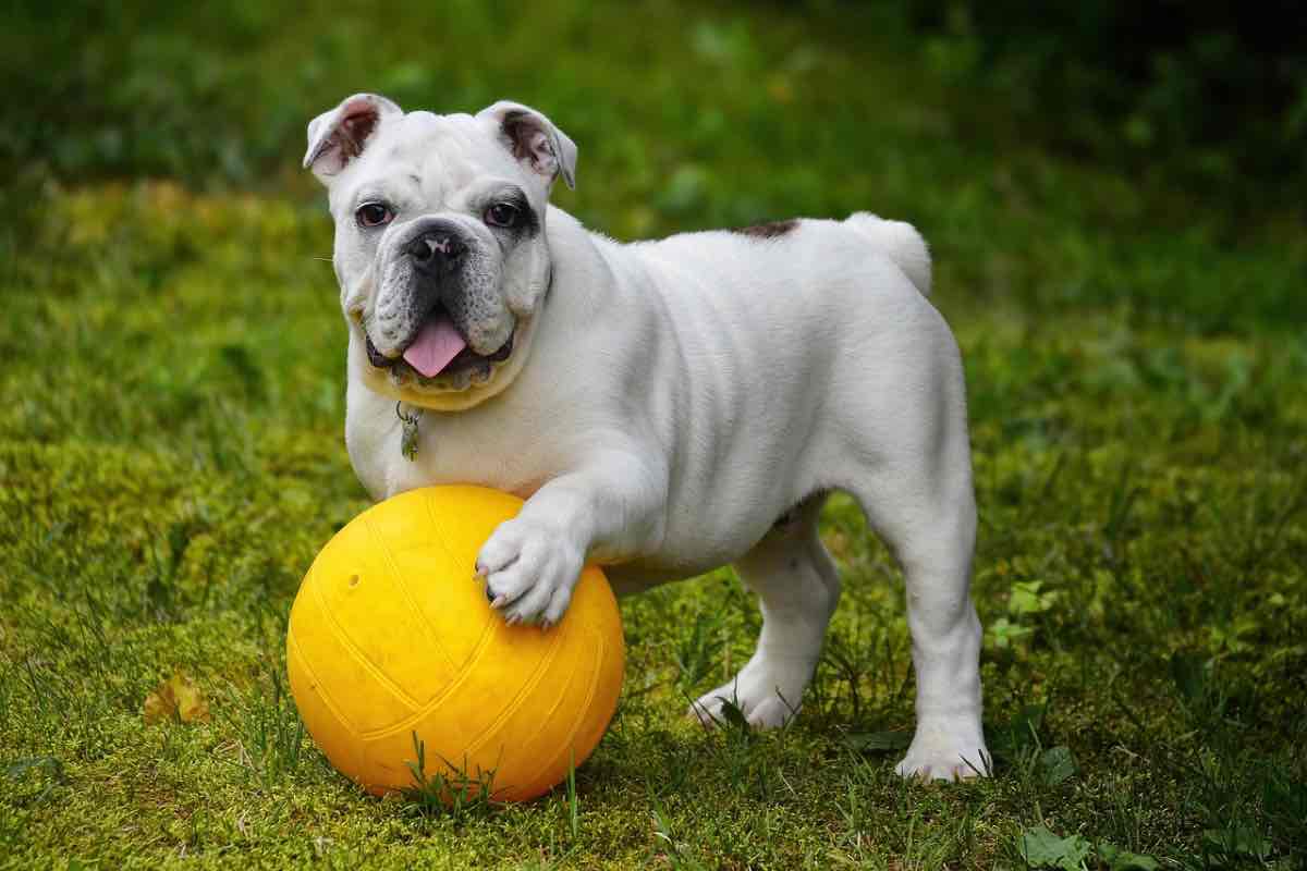 Cane di razza bulldog inglese gioca con la palla 