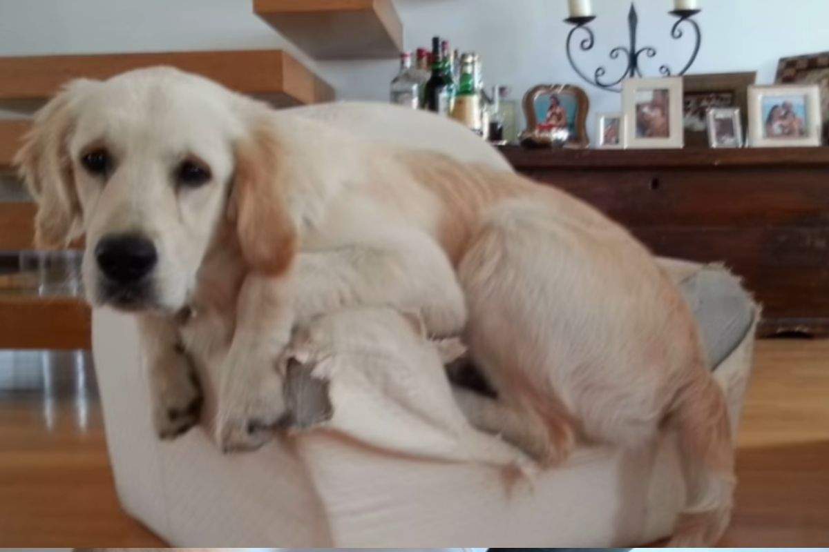 Cane Golden retriever
