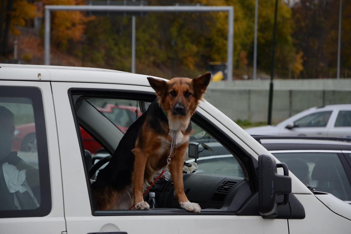 Cane affacciato dal finestrino dell’auto