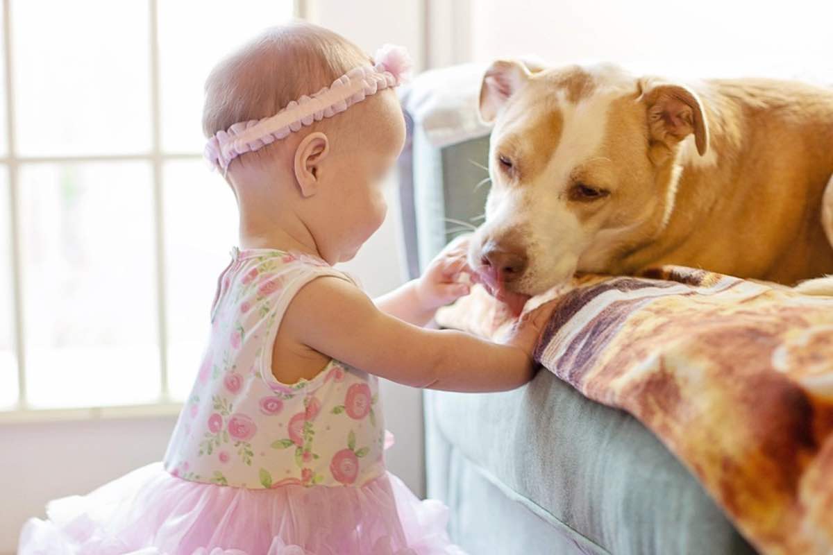 Bambina accarezza un cane sdraiato sul divano