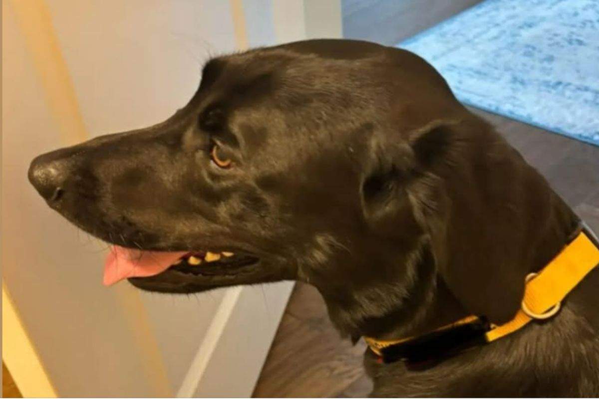 Cane sbagliato torna a casa