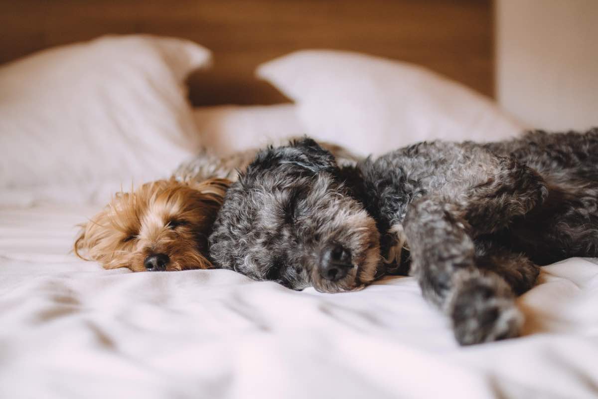 Coppia di cani mentre dorme sul letto
