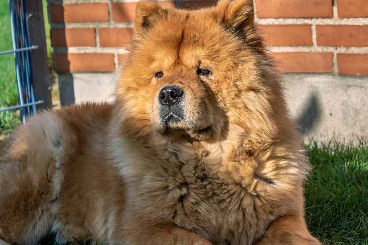 Cane dal pelo lungo sdraiato in giardino al sole