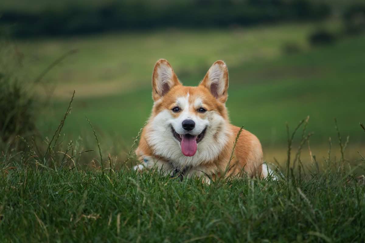 Cane di razza Corgi sdraiato sul prato