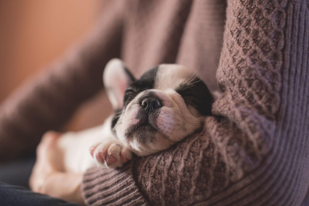 Cucciolo di cane dorme tra le braccia di una donna