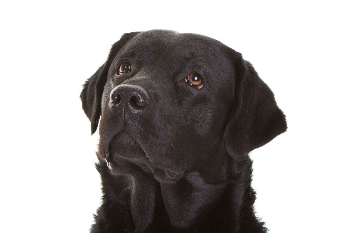 Labrador nero