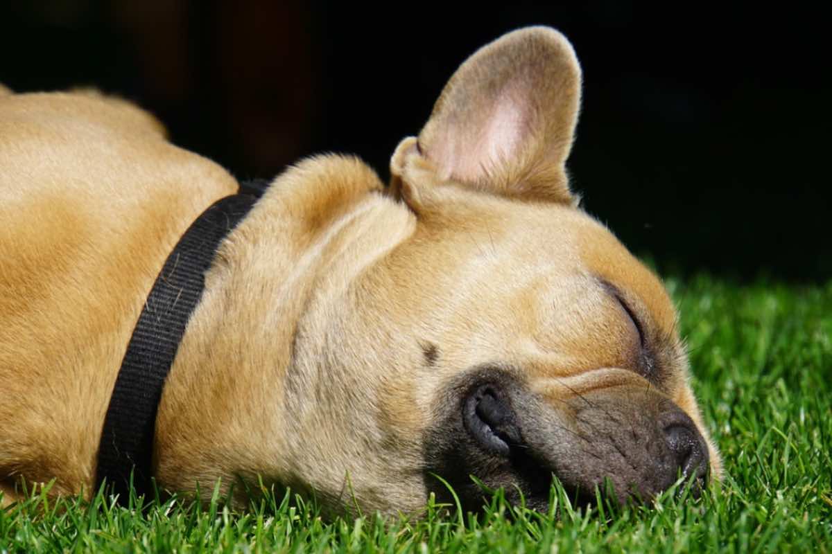 Cane con guinzaglio nero sdraiato sul prato