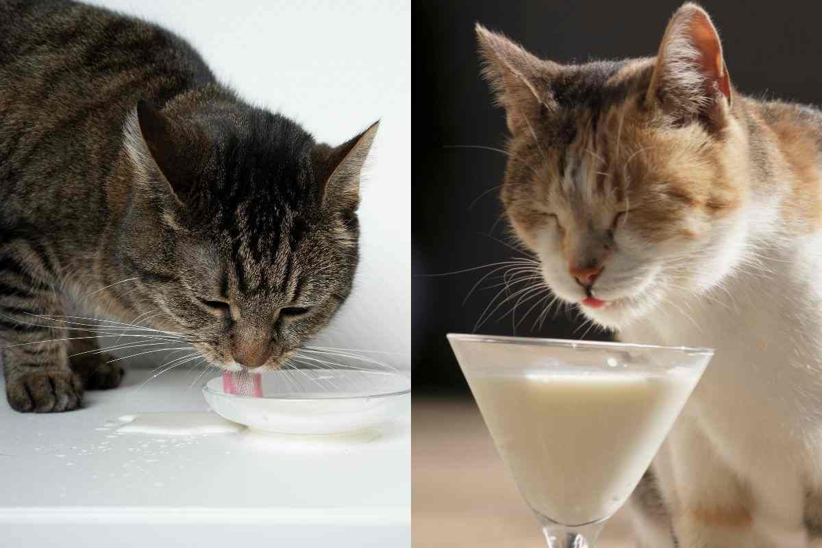 Latte ai gatti