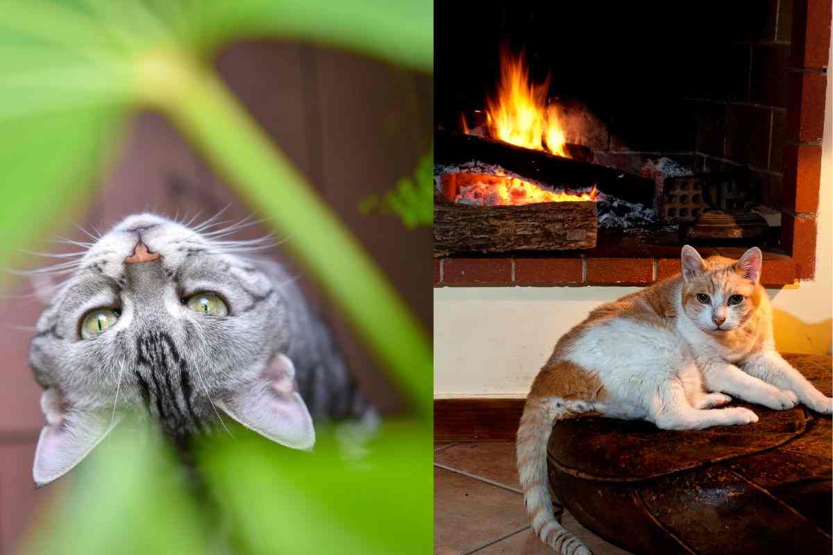 Gatto con le piante e camino acceso
