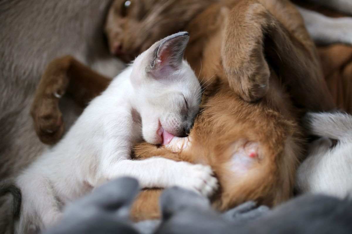 Gattino beve dalla mamma