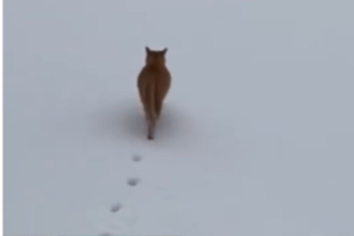 Tracce delle zampe nella neve