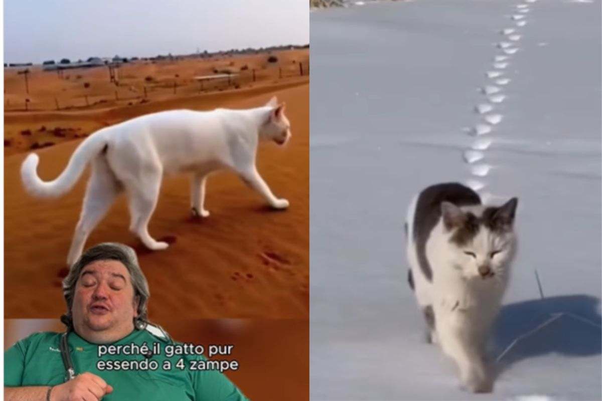 Gatto avanza sul terreno e nella neve