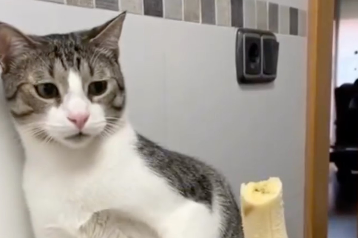 Uomo offre una banana al gatto di casa