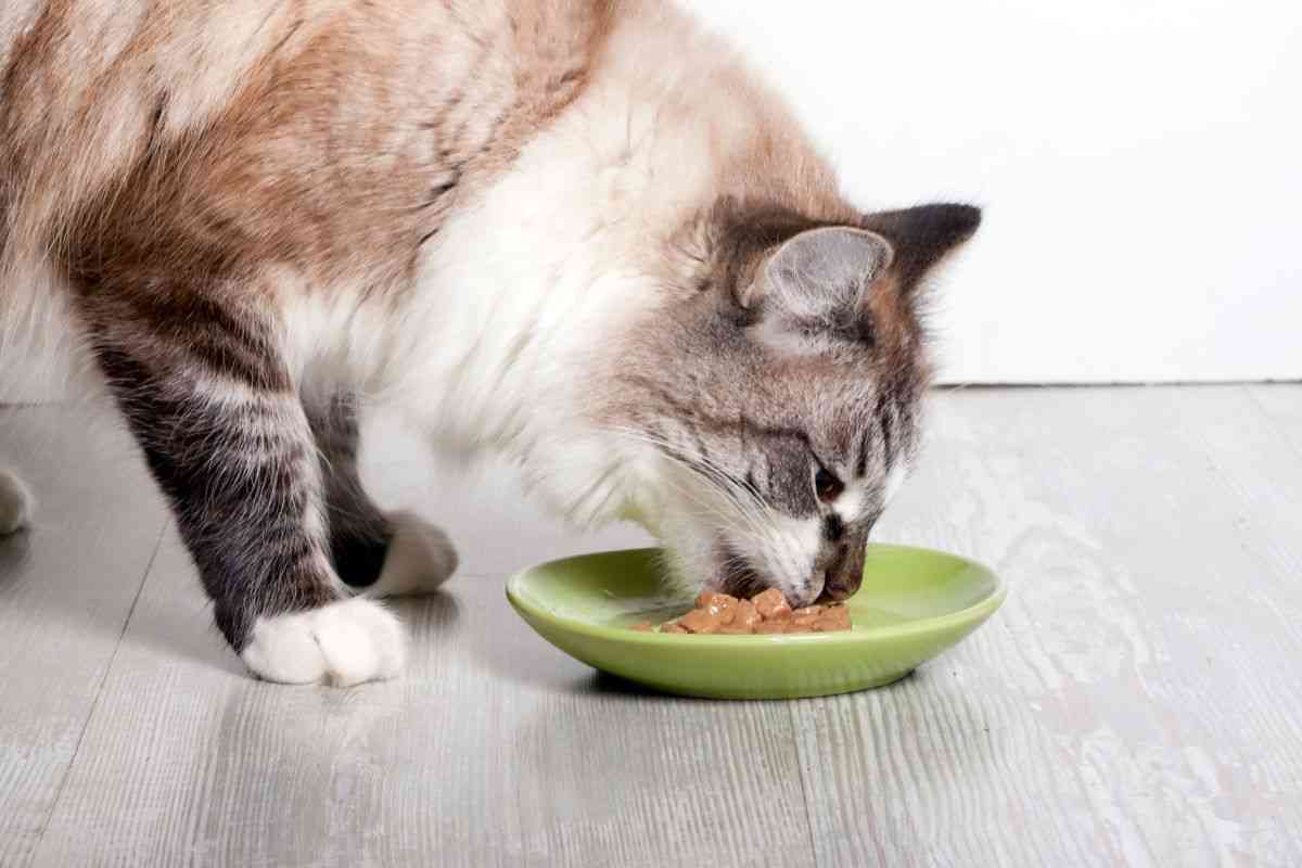 Cibo umido al gatto
