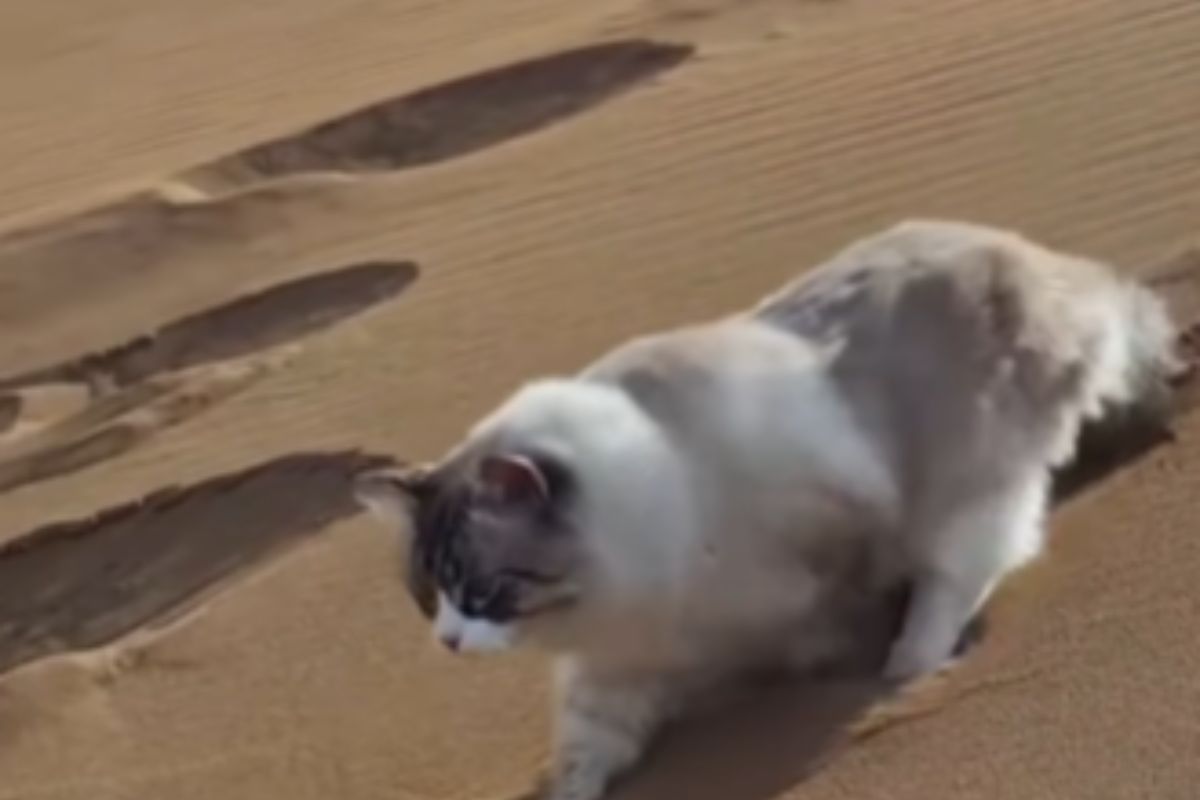 Gatto sulla sabbia