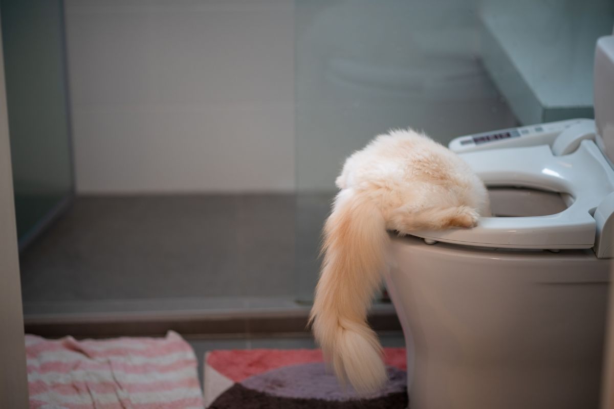 Gatto nel Water